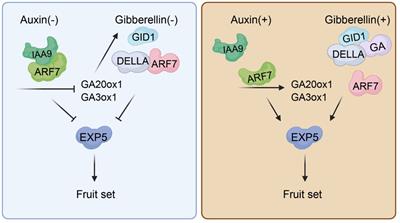 The hormone regulatory mechanism underlying parthenocarpic fruit formation in tomato